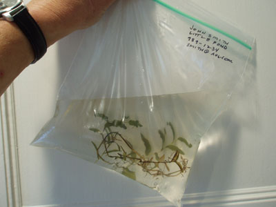 Mailing sample submerged in water
