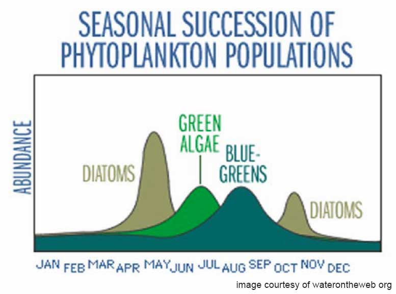 Seasonal Succession of Phytoplankton from WaterOnTheWeb.org