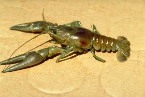 Rusty Crayfish (Orconectes rusticus) - Photo courtesy of Jeff Gunderson
