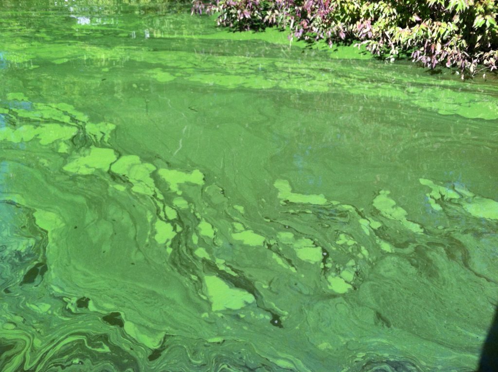 Cyanobacteria | Lake Stewards of Maine