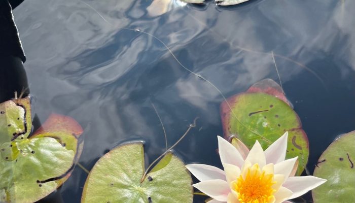 fragrant water lily